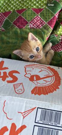 Beautiful kittens FREE TO GOOD HOME (Elberta)63920391278082122