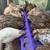 Quail 5 thumbnail