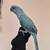 Indian ringneck 1 thumbnail