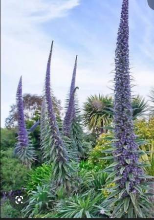 Echium Pininana 1