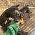 600$ Dobermans 5 thumbnail