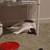 Very sweet cat needs a home 6 thumbnail