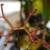 Carnivorous Plants Large Selection! Pitcher Plant Venus Flytrap Sundew 10 thumbnail