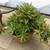 2 pots full of Gasteria & tiger tooth succulents 3 thumbnail