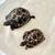 Radiated Tortoise Babies 2 thumbnail