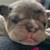 Frenchie pups 5 thumbnail