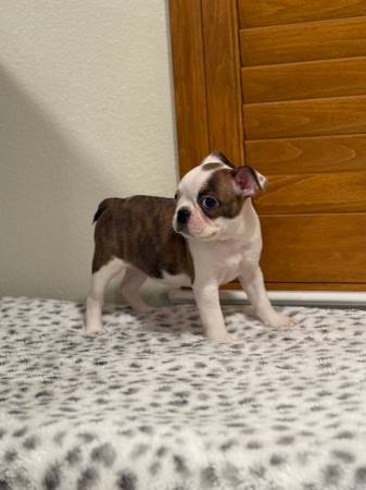 Blue eye Boston terrier girl quality (Sac- Merced)63848875134721122