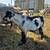 Unicorn Nigerian dwarf doe 5 thumbnail