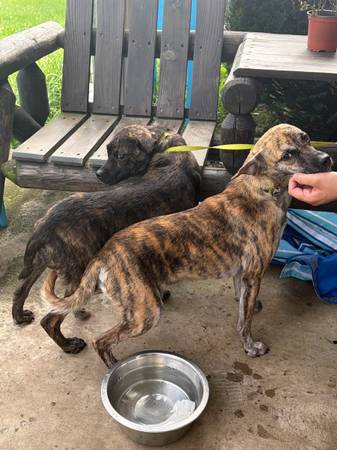 Found abandoned dogs- need help 1
