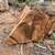 🌳 Large California Pepper Tree Burl Chunks – Exotic Wood for Turning & Furn 3 thumbnail