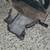 Black & Decker and Delta 10" Mitter Saw 4 thumbnail