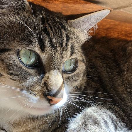 LOST CAT!!! Gold and black tabby (Milwaukie)63842373188225122