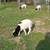 Gallinas y pollitas ,chivos y borregos. 20 thumbnail