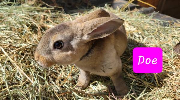 Standard Rex Rabbits (Jonesborough)64009055486593121