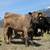 Yearling Heifers 1 thumbnail
