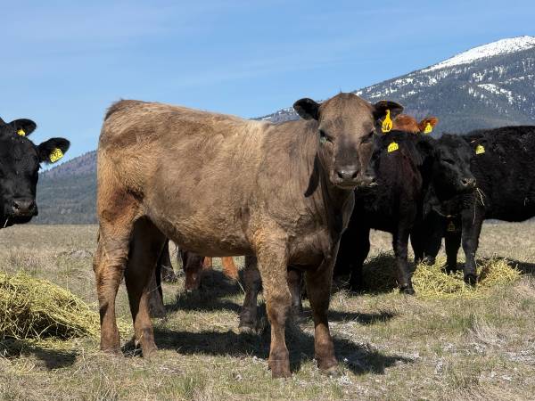 Yearling Heifers 1