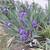 Perennials 11 thumbnail