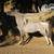 AMHR Miniature Mare in Foal 14 thumbnail