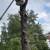 Tree trimming and removal 4 thumbnail