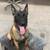 Belgian Malinois pup 2 thumbnail