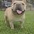 French Bulldog 3 thumbnail