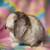 🤍Holland Lop Bunnies 🤍 18 thumbnail