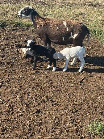 Ewe mother & girls 1