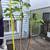 Fig Tree 3 thumbnail