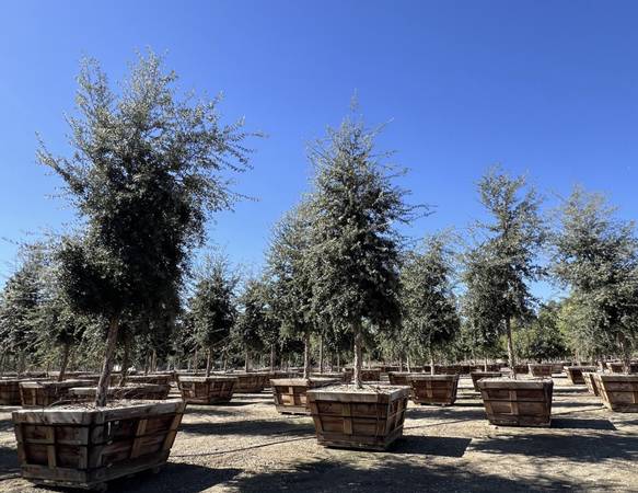 Shown: Quercus suber 60 STD 1