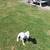 Dogo puppy 3 thumbnail