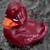 Maroon Rubber DUCK (Bath & Body Works) 3 thumbnail