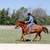 Horse training 4 thumbnail