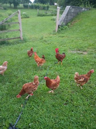 Rhode island red laying hens 1
