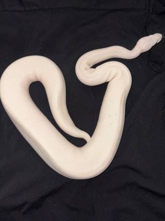 BEL Ball Python63860184600833120