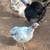 Heritage Turkey Poults 9 thumbnail