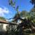 CEDAR CLEARING, CHIPPING, LOT CLEARING, TREE REMOVAL, TRIMMING 3 thumbnail