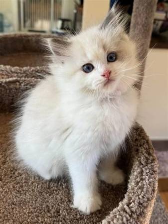 RagdOll kitten 1