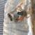 1963 Mercury Comet parts:RF Fender, front bumper, gas tank, trunk deck 11 thumbnail
