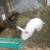 Rabbit 4 thumbnail