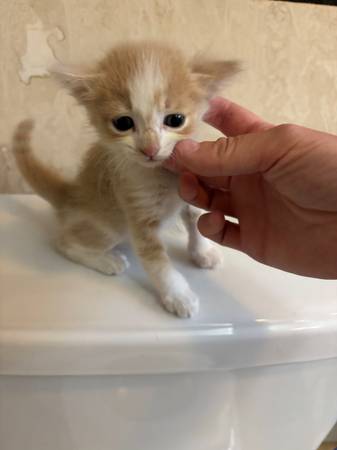Kittens lindos63865302782211121