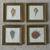 Seashell framed prints 1 thumbnail