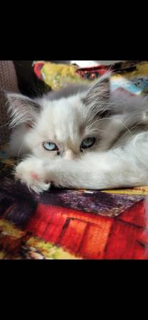 Hembra Himalaya de 2 años y macho atigrado Bengal de 3 años (Lakeside)63841744797187122