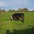 Cows 1 thumbnail
