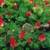 Eastern Red Columbine Seeds 2 thumbnail