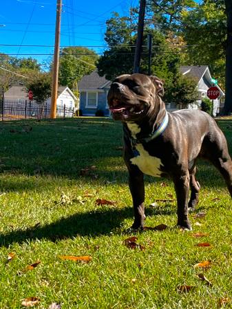 🚨 URGENT FOSTER / RESCUE NEEDED – TIME SENSITIVE 🚨  I am urgently 1