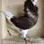 Beautiful Old Dutch Capuchine Fancy Pigeons - Please Read Description 1 thumbnail