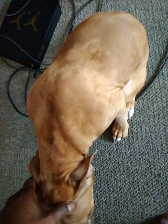 Tarifa de reubicación para cachorro Pitt bull merle marrón (Garfield ohio)63871911081985122
