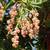 Trees, Shade! Chinese pistache 'KD' 15 thumbnail