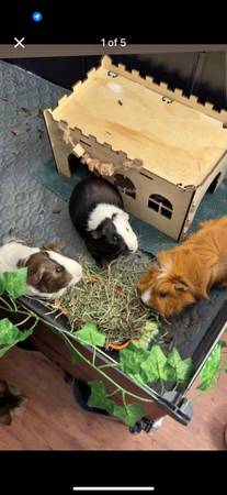 GUINEA PIGS REHOMING (Pittsburgh)63882391781249120