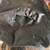 JAS LLC Adult Halloween Witch Hat Black w/ Silver Moons & Stars New 4 thumbnail